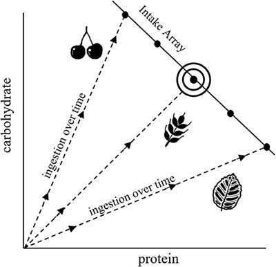 Geometric Stoichiometry: Unifying Concepts of Animal Nutrition to Understand How Protein-Rich Diets Can Be “Too Much of a Good Thing”